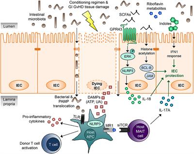 Intestinal Microbiota Influence Immune Tolerance Post Allogeneic Hematopoietic Cell Transplantation and Intestinal GVHD